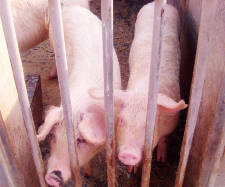 科靈熱泵養殖業的好幫手