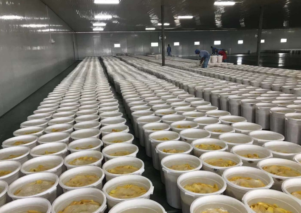 芒果不耐存儲,芒果烘干機解煩憂! 芒果不耐存儲,芒果烘干機解煩憂!